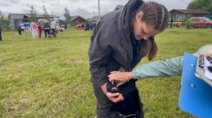 РАБОЧИЙ СУКИ / КЧК КУРСК 28 июня`25 Е.Никитина Моно немецких овчарок