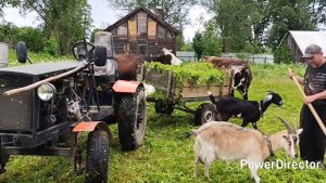 к хорошему все быстро привыкают 🐄🐐