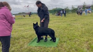 РАБОЧИЙ СУКИ / КЧК КУРСК 28 июня`25 Е.Никитина Моно немецких овчарок