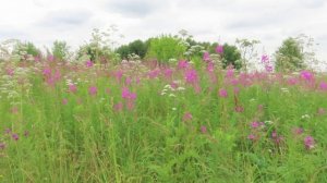 Кипрей цветёт и воробышки купаются в земле