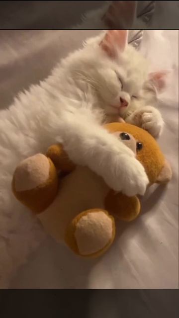 Спокойной ночи 🐻
