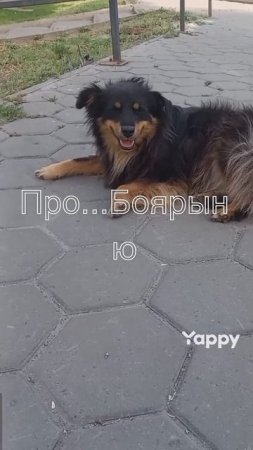 #бульдогирулят #рекомендации #собакадругчеловека #бульдожка #бакс #английскийбульдог