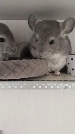 Финик - первая шиншиллка в нашем доме💋