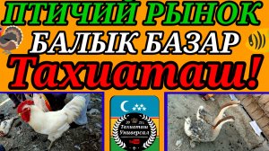 11-07-2025 ПТИЧИЙ РЫНОК 🐓 ТАУЫК БАЗАР