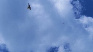 11.07.2025 Атака Хищников.