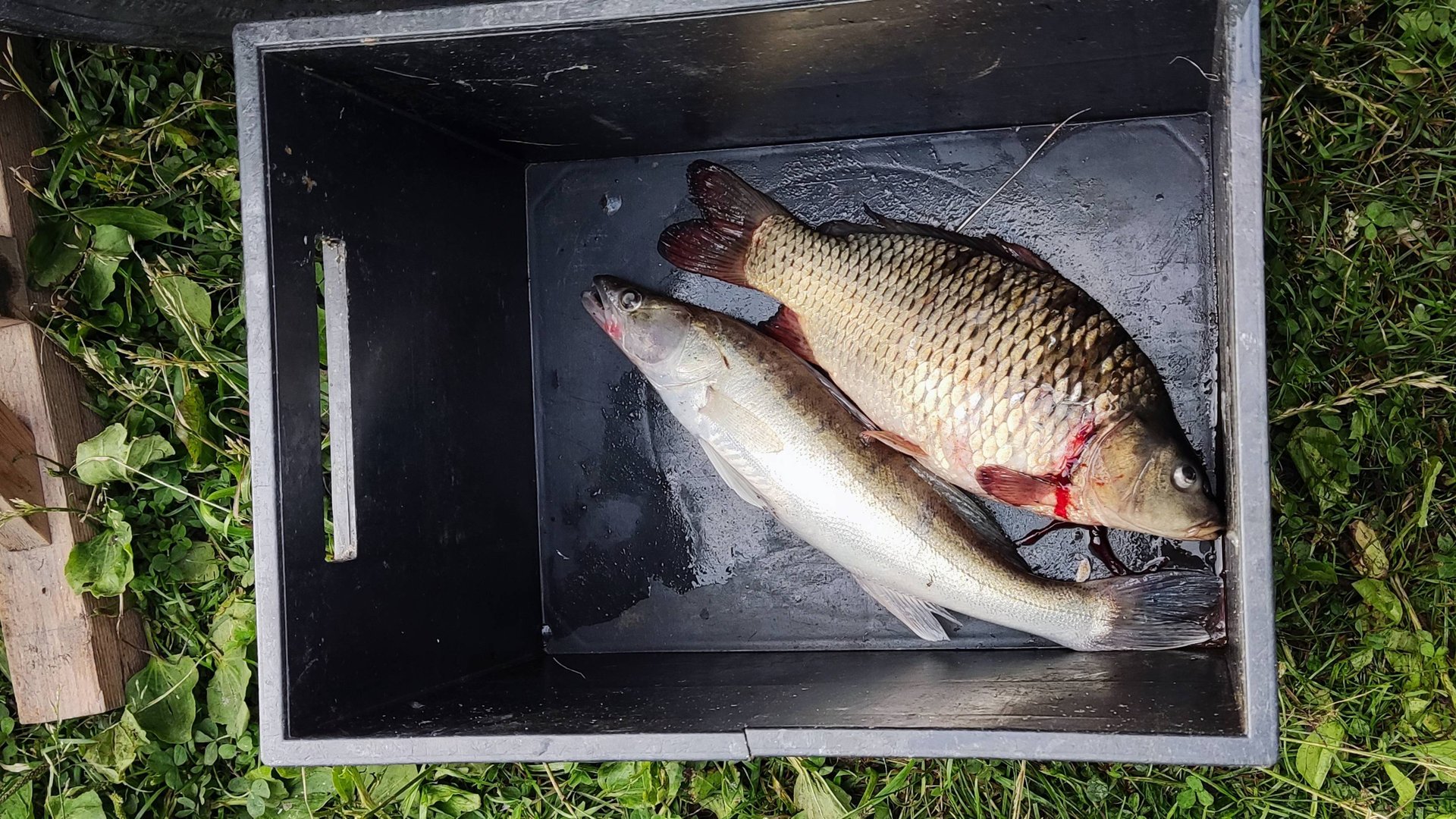 Рыбалка на озере 26.06.25. смотреть онлайн