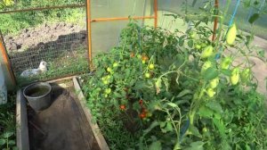 Мы ждали его 6 лет😍👍 Собрали помидоры🍅🍅🍅 Чем отмыли бассейн от налета😎🙄Дом в станице🏠