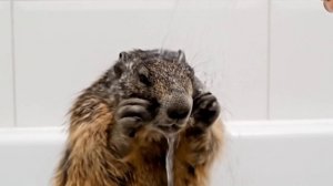 сурок моется в душе. Сурок принимает душ. Любимый день сурка. Сурок ест мороженное