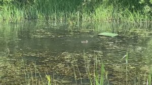 Гонял на болота с малым дичь проведали