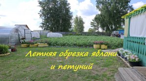 Летняя обрезка яблони, срезка петунии для повторного цветения.#85