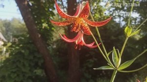 Дача 7 июля 1часть. Лилия канадская, папоротники, колокольчики