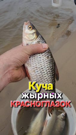 🔥Красноглазки ЖЫРНЫЕ🔥 Рыбалка на ОКЕ !!!