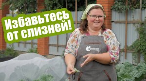 Проверенные методы против СЛИЗНЕЙ НА КАПУСТЕ