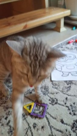 мой кот