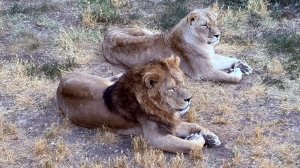 ТАЙГАН! АТАКА ЛЬВОВ! Здесь всё и произошло. У Чука увели подругу