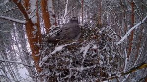 Ястреб вернулся в гнездо, но всё засыпано снегом! Сможет ли он его откопать