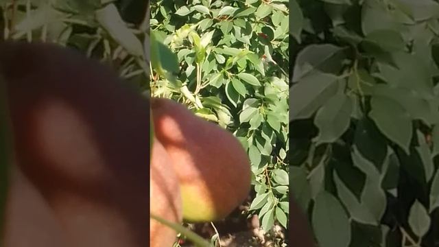 ГРУША СОРТА АКАДЕМИЧЕСКАЯ