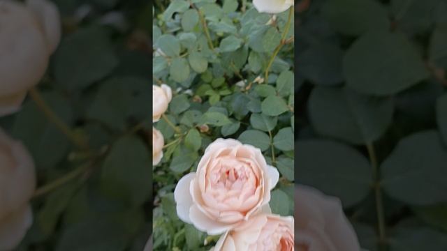 1000021380.mp4