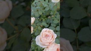 1000021380.mp4