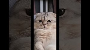 мурчание кота #relax