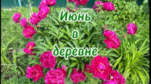 Июнь в деревне.Хроническая борьба с тлей.Крем под названием «Полюби себя, дорогую.