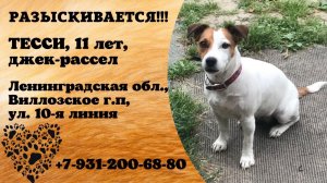 Пропала собака! ТЕССИ, 11 лет, джек-рассел. Ленинградская обл., Виллозское г.п.