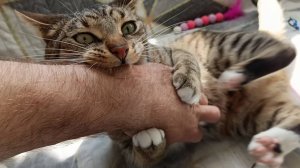 Драка с котом