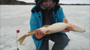 Ловля на жерлицы. Как перехитрить щуку.