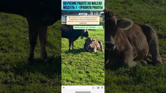 WALEAD обучение.
Модуль 1: правила работы
