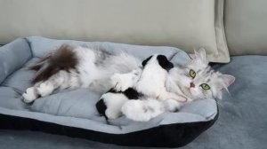 Реакция кота на спящего щенка (2025 год) (uu)