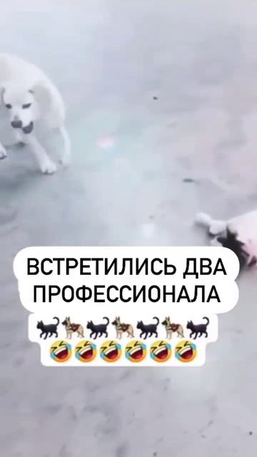 Собакен 🤣🤣🤣
