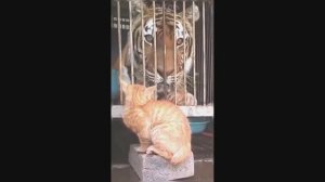 Смешные Коты #17