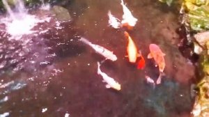 Карпы кои или Парчовый карп, с какими рыбами их содержать?  Koi carp #video