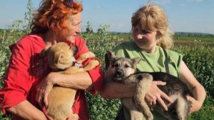 В Люберцах спасли 30 щенят с вьетнамской фермы