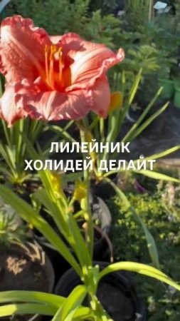 ЛИЛЕЙНИК ХОЛИДЕЙ ДЕЛАЙТ можно сажать в июле 💫