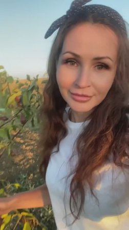 Никогда бы не подумала, что на таком маленьком дереве может быть такой урожай груш!