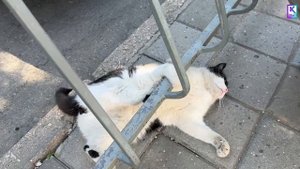 Самый балдёжный кот России живет в Керчи
