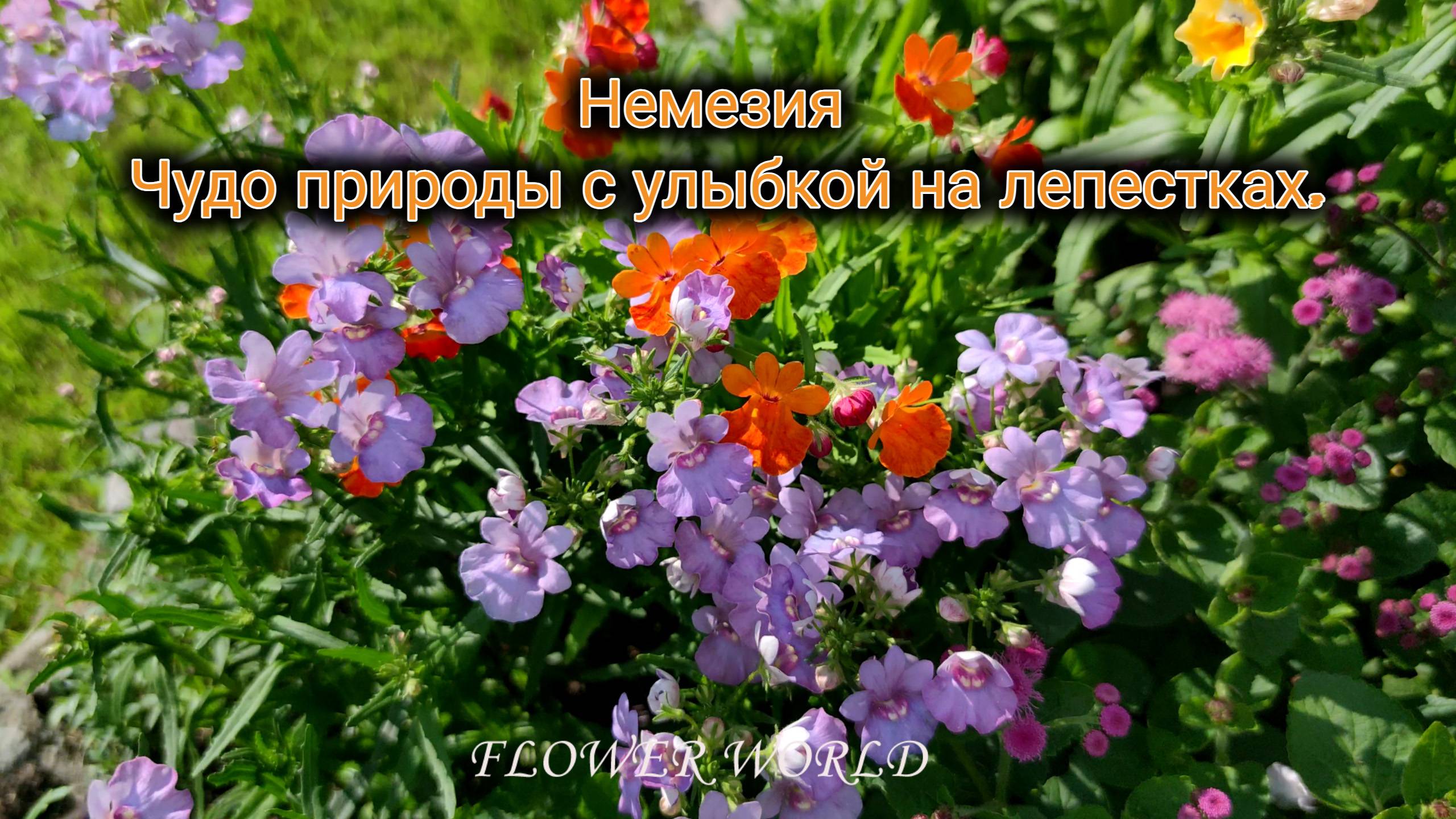Немезия - Чудо природы с улыбкой на лепестках.💐