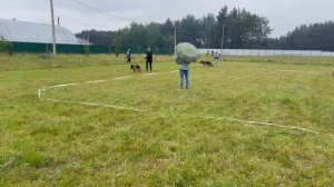 ПОДРОСТКИ СУКИ / КЧК КУРСК 28 июня`25 Е.Никитина Моно немецких овчарок