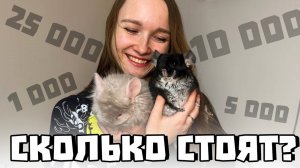 Сколько стоит шиншилла? | Цены на всех шиншилл