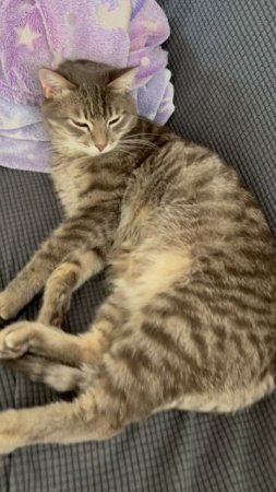 Сладко спящий котя 🐱