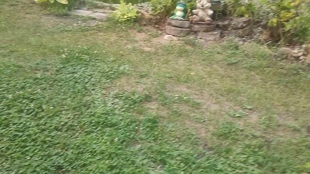 11.07.25г.Дачный видеоотчёт.