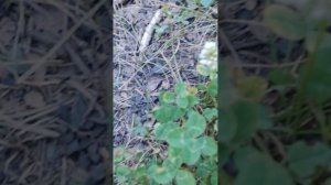 Виталий Гаев четырёхлистный клевер драгоценные камни пролетариата