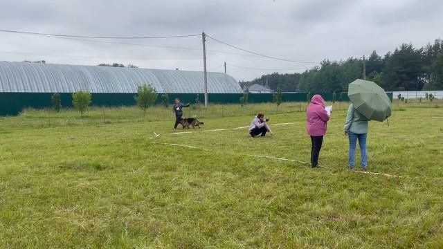ПОДРОСТКИ СУКИ ДШ / КЧК КУРСК 28 июня`25 Е.Никитина Моно немецких овчарок