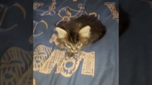 ИГРА С КОТЁНКОМ!