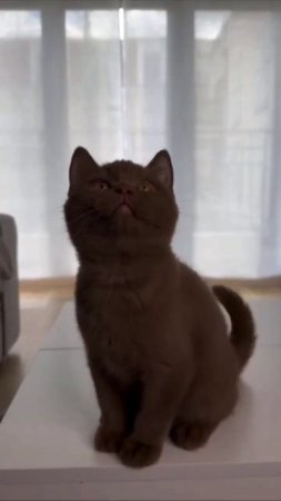 #Кот

Генетика шоколадного окраса.