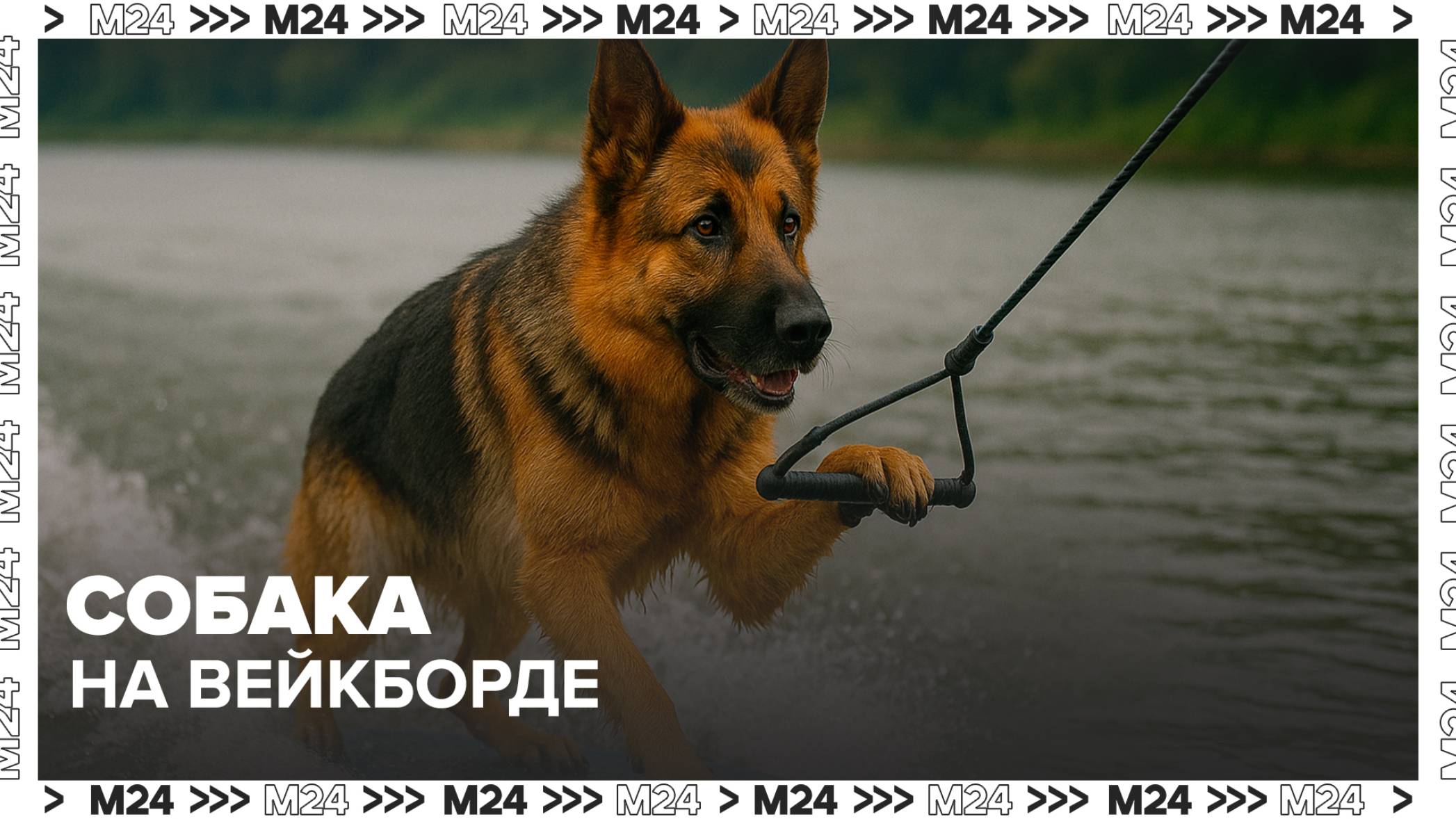 Собака на вейкборде — Москва 24