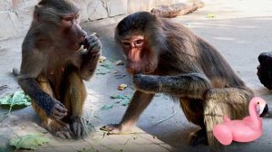 Люся, развлекайся, пока Елисей занят Лидой и ее пионом! Мы думали что Люся нам покажет новые трюки!