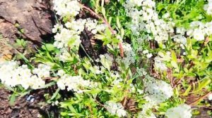 Кустарник спирея серая . Болезни и вредители.spirea. #video