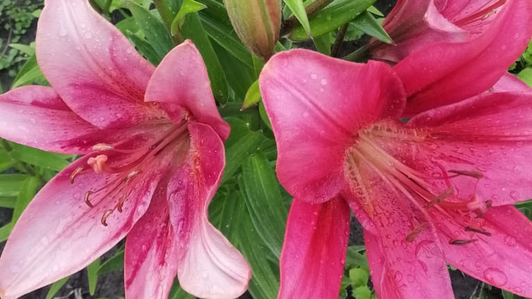 Мои итоги июня. И мечты на июль. смотреть онлайн